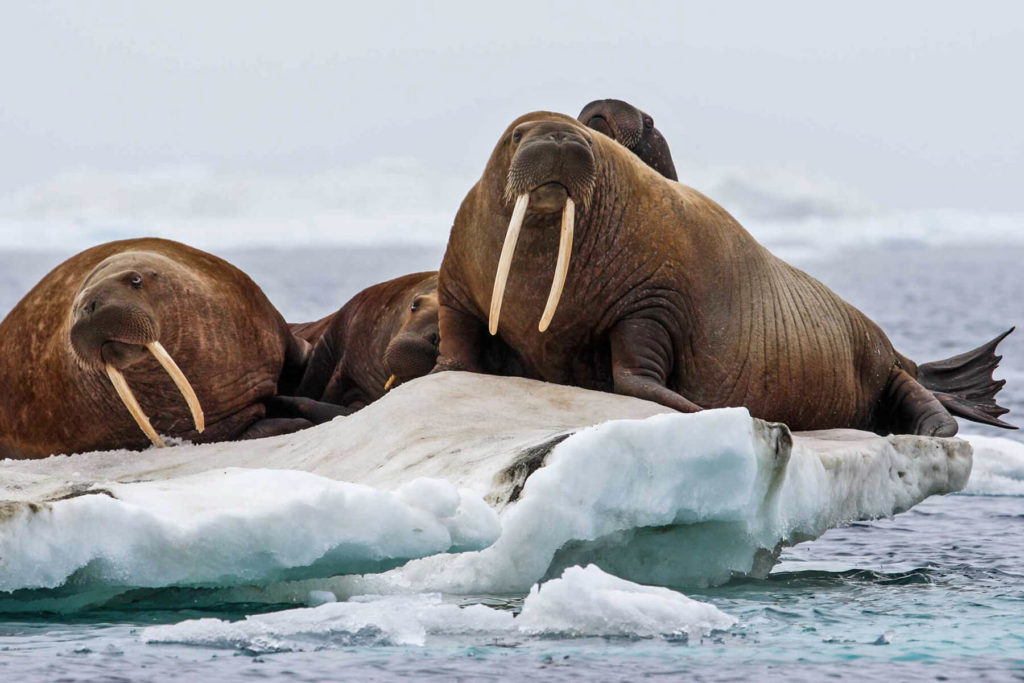 Arctic Wildlife and Cultural Cruise tromso walrus