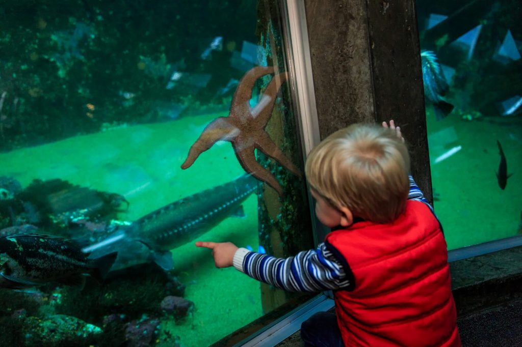 a boy sees a starfish at Seattle Aquarium